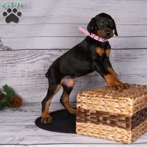 Josey, Doberman Pinscher Puppy